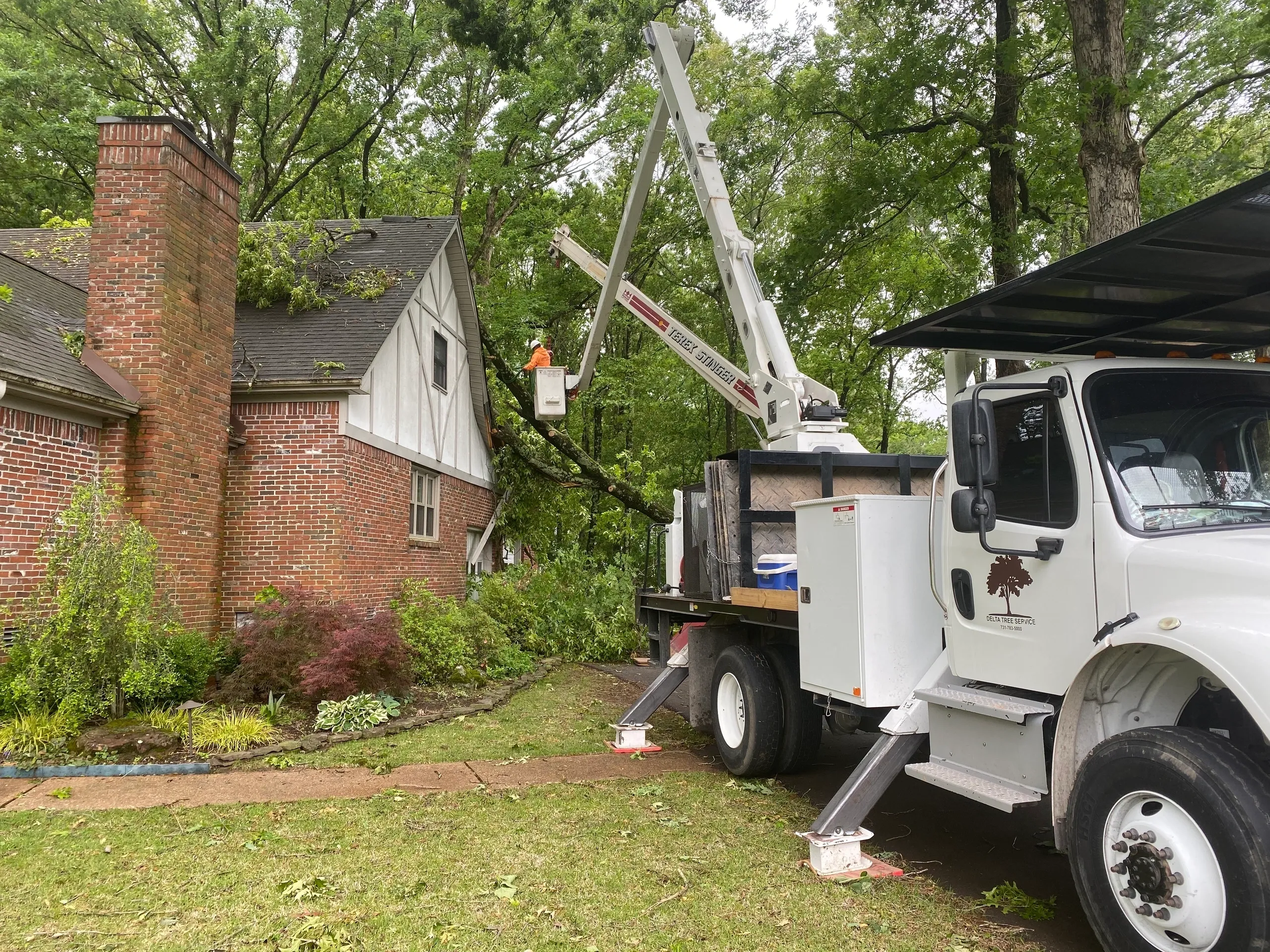 local tree service near me
