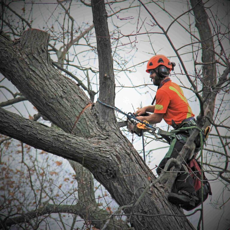 Removing Trees for New Construction: Essential Tree Clearing Services